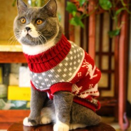 Słodki kociak sweter kostium zimowe ciepłe ubrania dla zwierząt ubrania dla kotów dla kotów Katten Kedi Giyim Mascotas Gato zwie