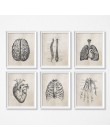 Anatomia człowieka nauka Vintage plakaty artystyczne drukuje, anatomia medyczna obraz na płótnie lekarz medycyny klinika ścienne