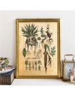 Harry Fan Art Illustration śliczne Mandrake dekoracja roślinna obraz na płótnie obraz na ścianie, klasyczny film plakat wystrój 