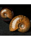 Spirala ammolit naturalny amonit Fossil czysty naturalny rękodzieło kawałki grał na palmach fajny prezent na kolekcja kamieni 2.